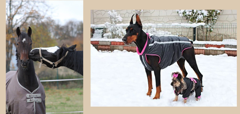 systeem Renaissance verzekering Paarden- en hondenkleding zelf maken - SEWING CHANEL-STYLE